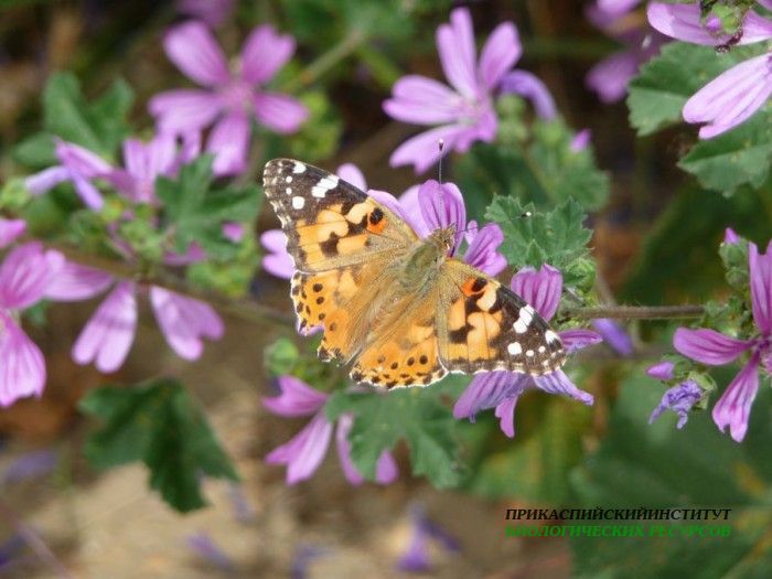 4.крапивница.турали.03.06.11