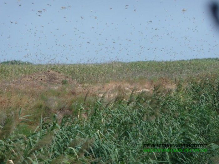20.саранча.турали.19.08.2011