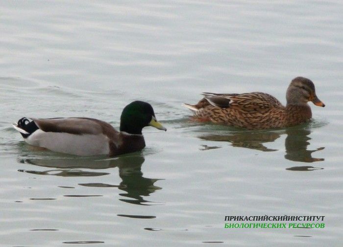 13.кряква.базаюнц09