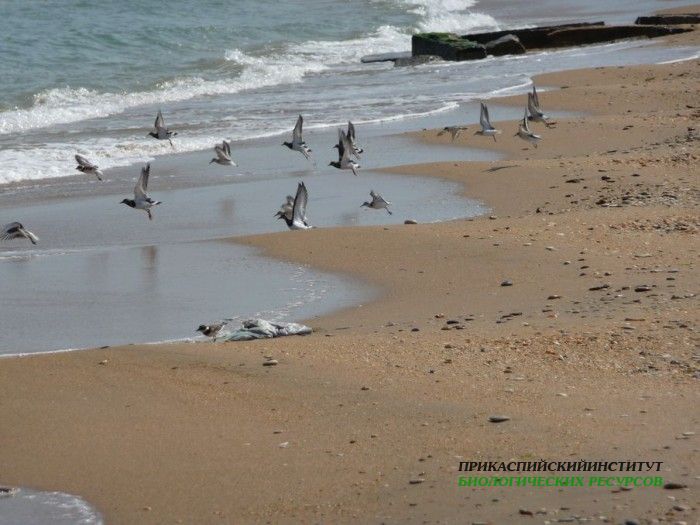 6зуекпесчанкамнешар.турали.9.9.2011