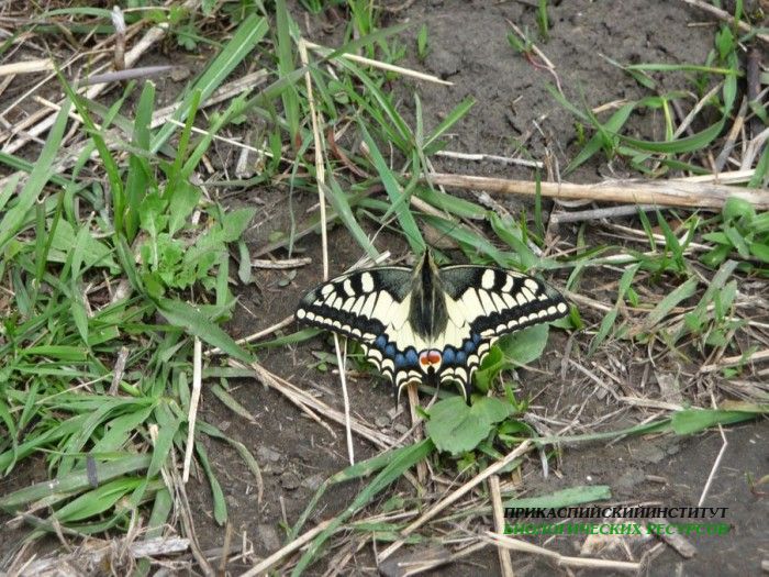 1.махаон.кисловод.2.05.11