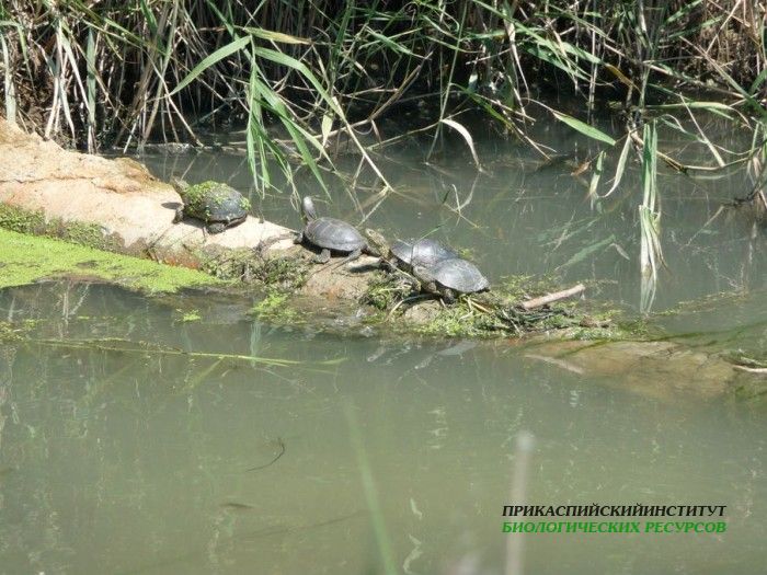3.черепахи.турали.24.06.2011