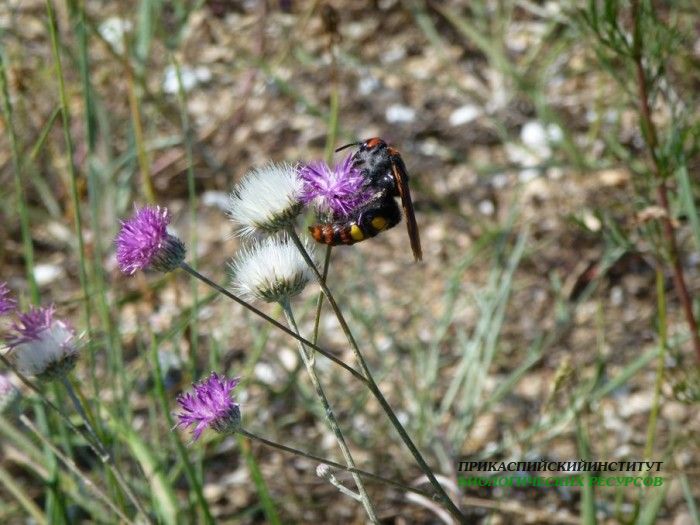 11.сколия.турали.22.06.12