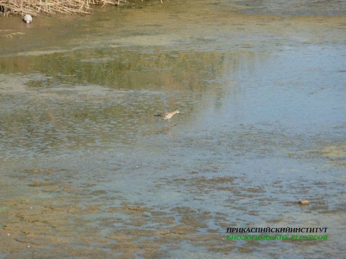 10.турухт.турали.9.9.2011