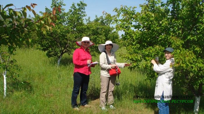 Ленинкент, ГБС
