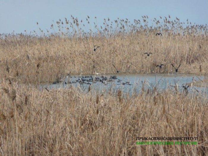 17.лысухи.султанка.турали.28.01.2011
