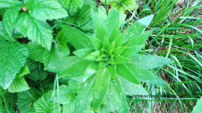 Травянистые (Гуниб)