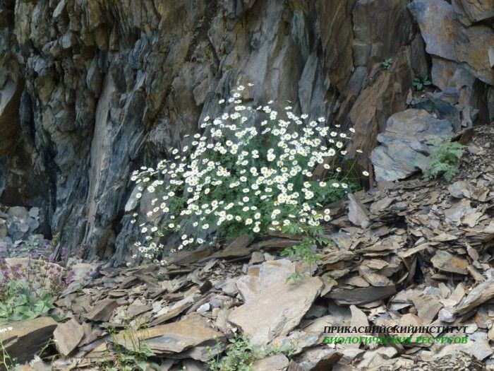 15.панорама.тлярата.17-20.07.12