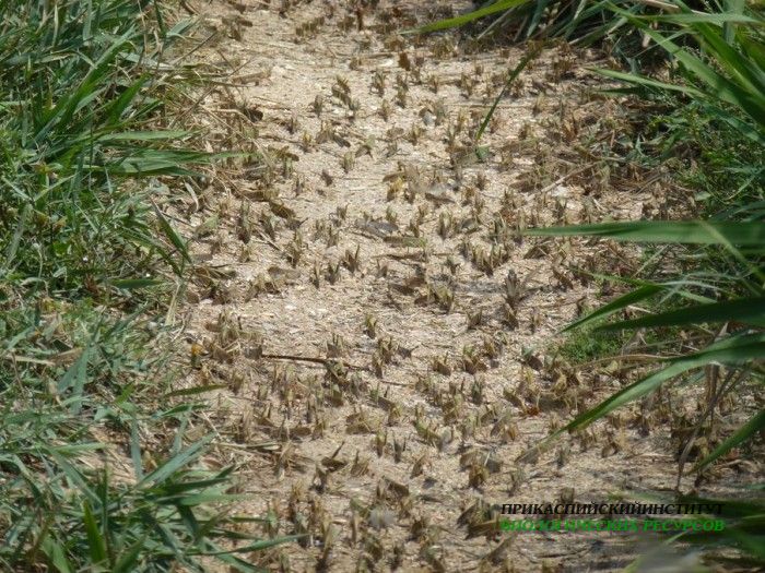 14.саранча.турали.22.06.12