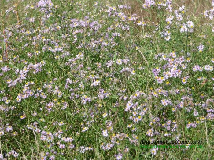 3.астрасолончак.25.09.09