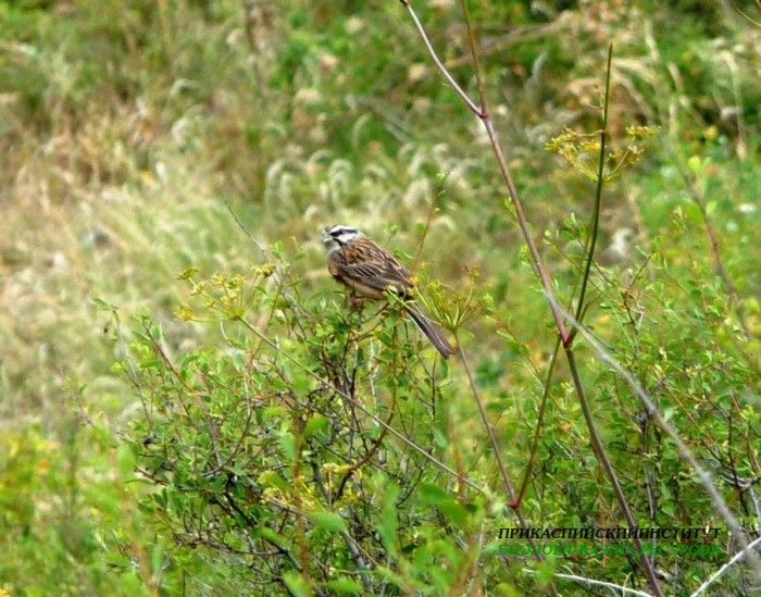 19.горн.овс.тлярош.15.08.10