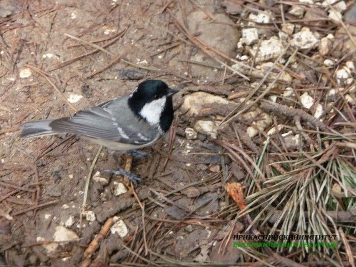6.московка.кисловод.1.05.11
