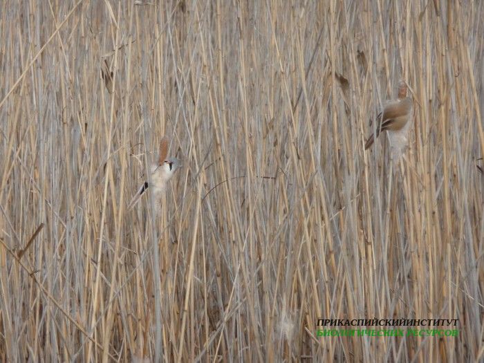 3.усат.син.турали10