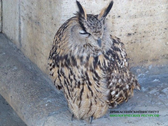 6.филин.пятигорск.4-6.02.2012