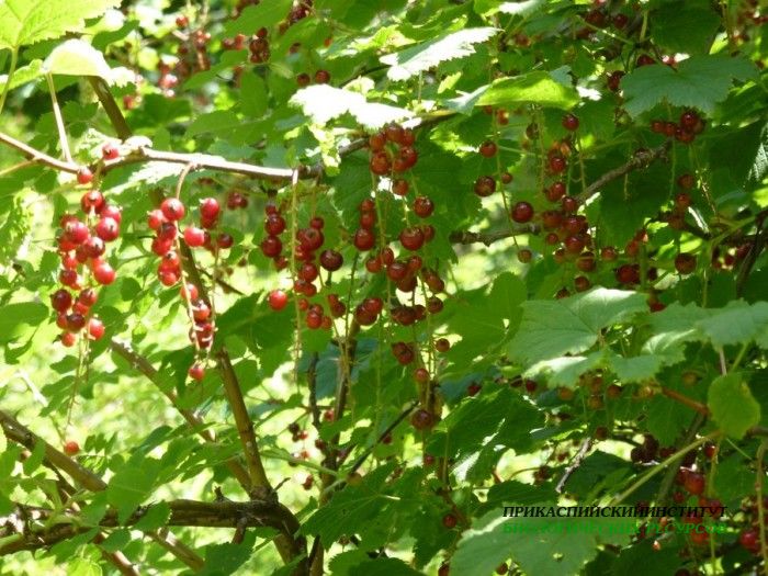 1.смородина.тлярата.17-20.07.12