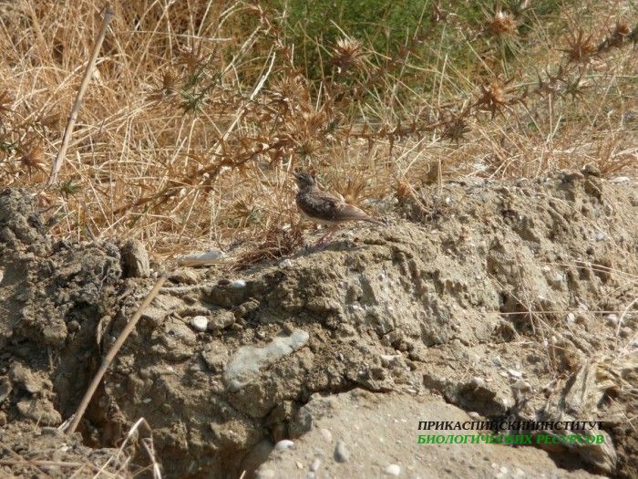 14.хохл.жаворон.турали.20.08.10