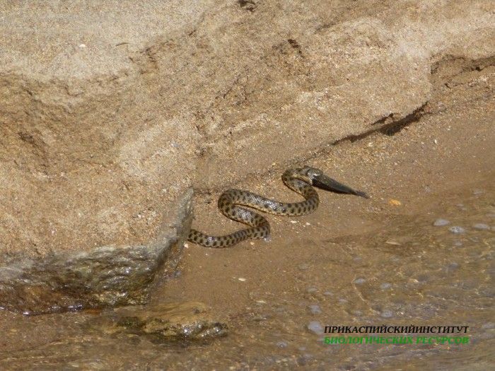 2.ужестсазана.турали.05.10.11