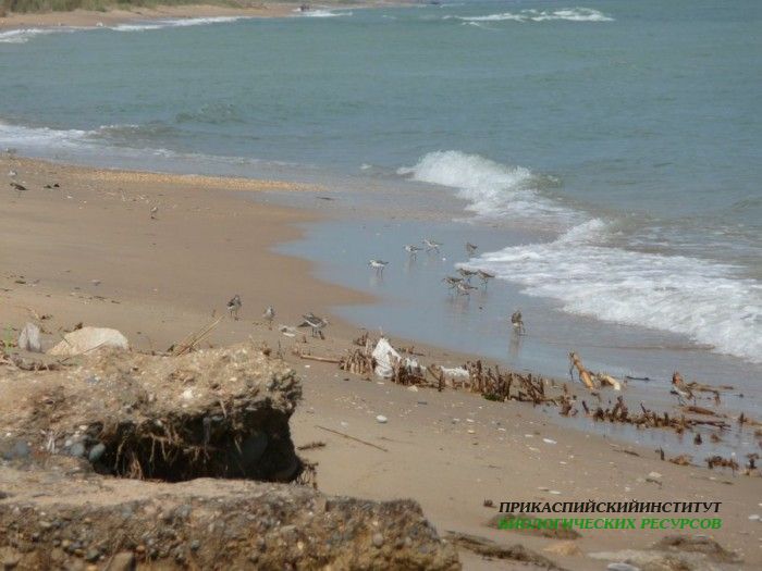 8.краснозоб.песчанка.турали.2.9.2011