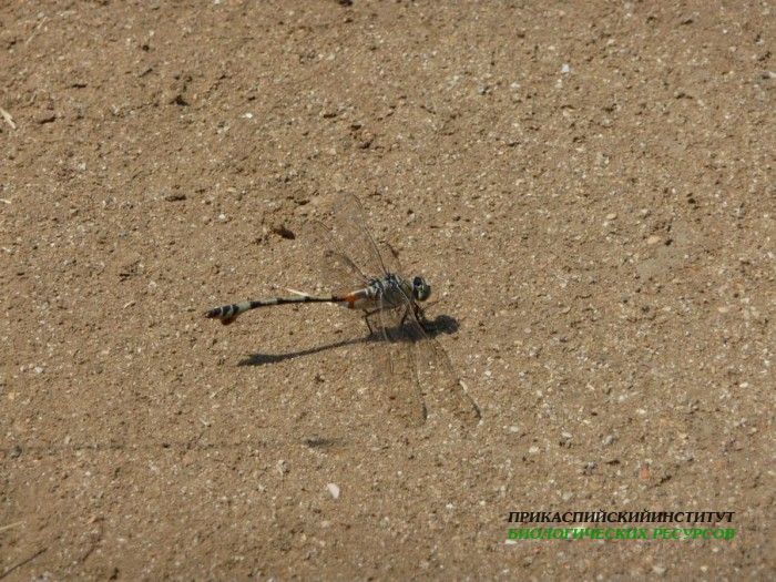 1.стрикоза.турали.18.06.10