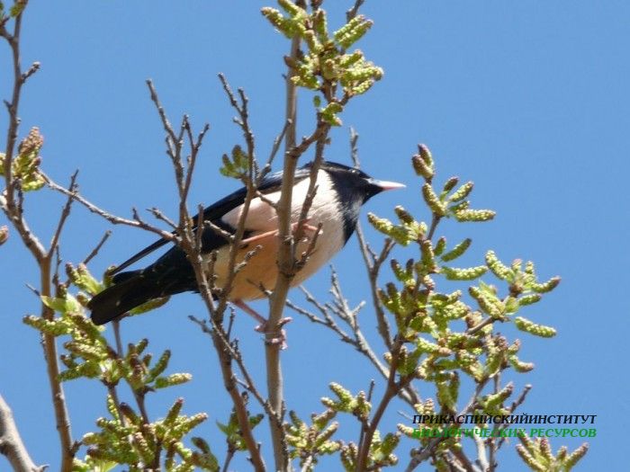 6.роз.сквор.турали.8.05.10