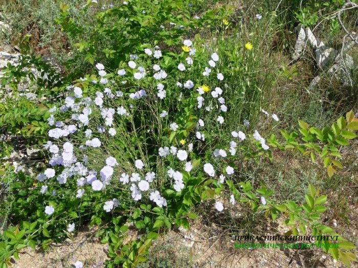 2.лен.турали16.05.10