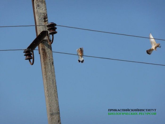 7.степ.пустельга.турали.9.9.2011