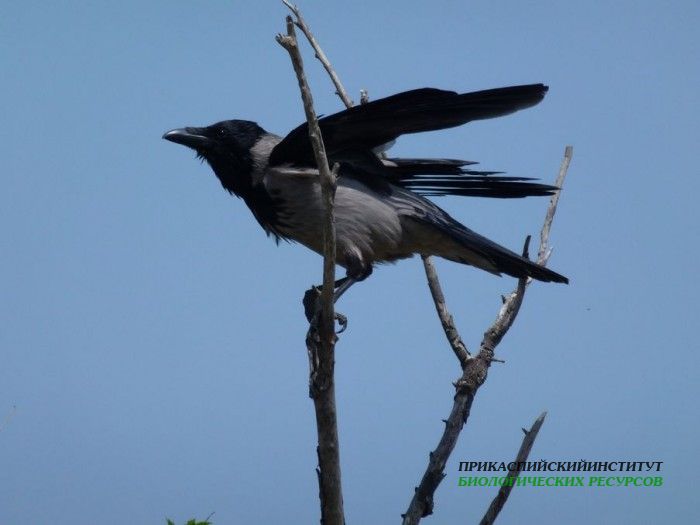 4.сер.вор.турали.4.05.12