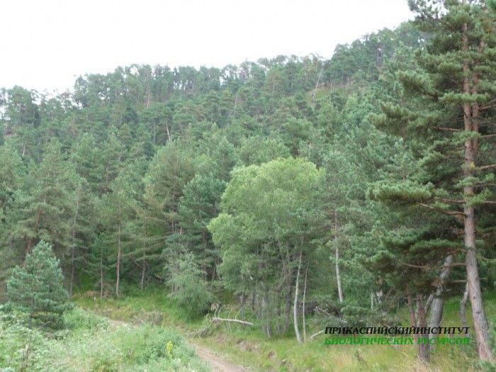 22.пейзаж.тлярош.15.08.10