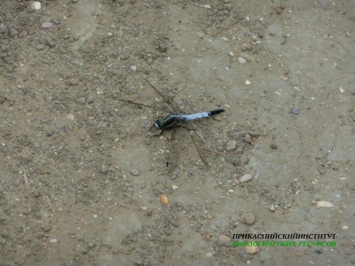 2.стрекозасчерн.хвост.самка.турали.01.07.11