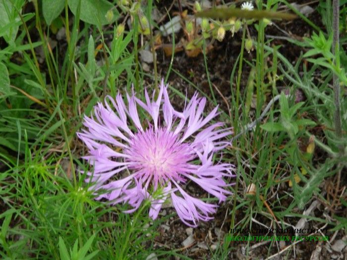 1.василек.14.05.10