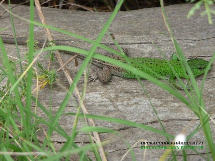 4.ящерица.самец.турали.01.07.11