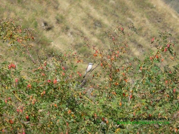 7жулан.тлярош12.08.10