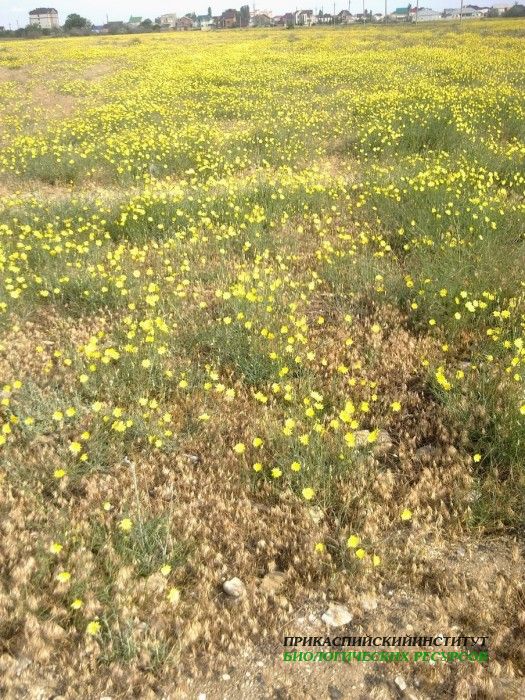 3.козелец.турали.2011