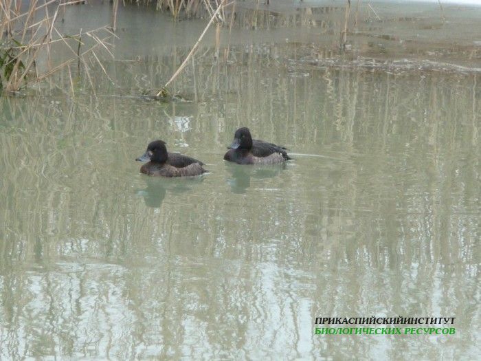 33.хохл.чернеть.турали.21.01.11