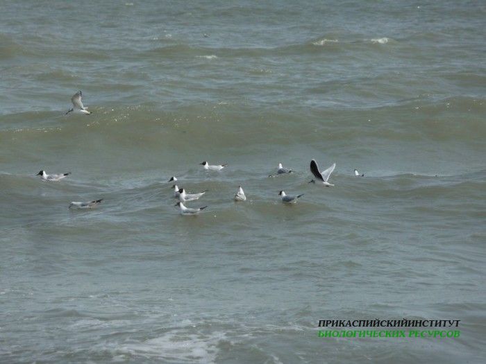 40.чайки.турали.11.03.11