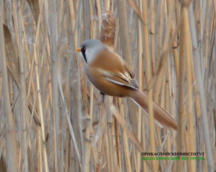 17.усат.син.турали10