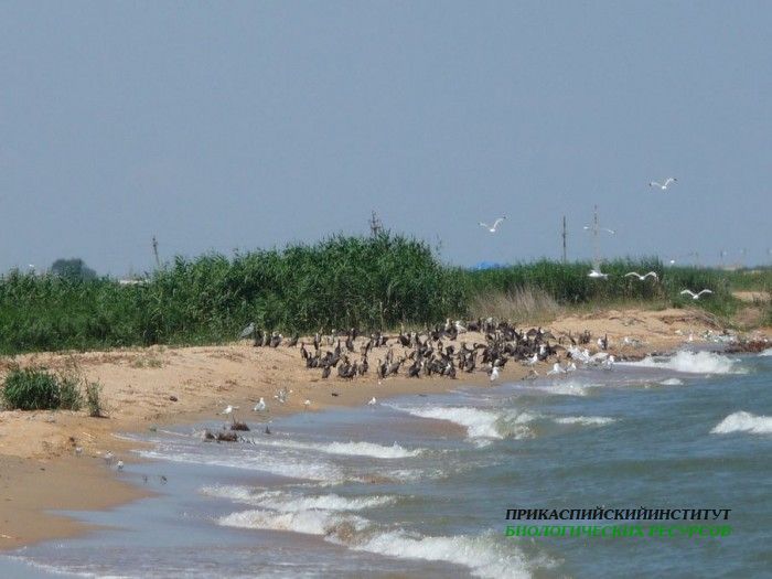 2.скопл.чаекболбак.касп.турали31.7.09