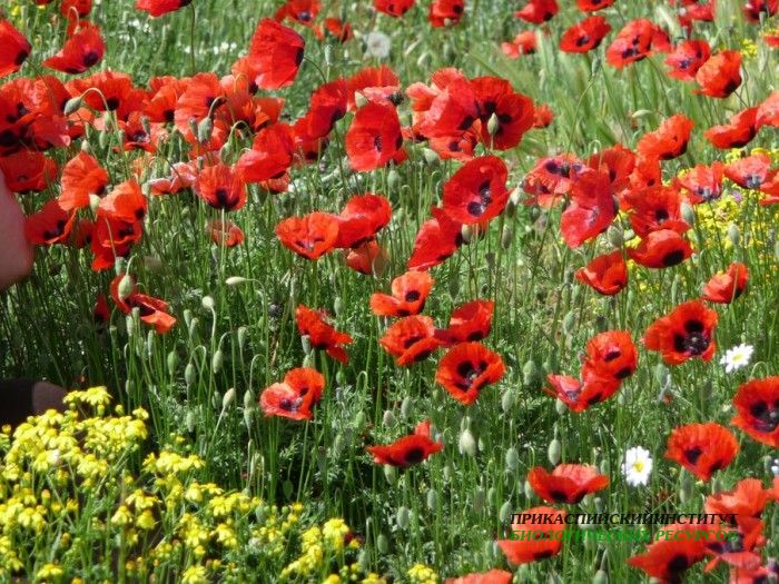 7.макиподорогенасарыкум.14.05.10