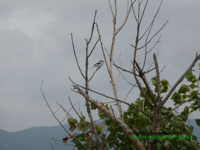 19.сер.сорокопут.турали.10.09.10