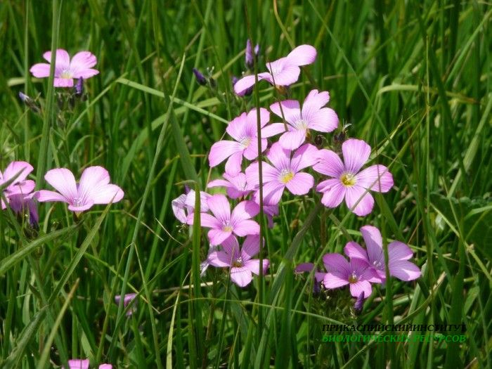 1.фиалкалесная.матлас.8.07.10