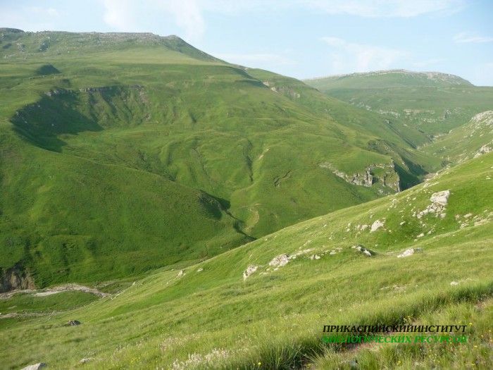 2.панорама.хунзах.субальп.луга.08.07.2011