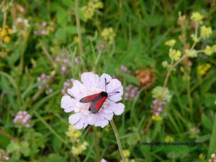 5.медведица.матлас.7.07.10