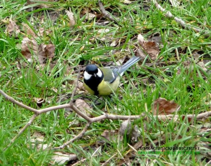 3.бол.син.плк.18.03.10