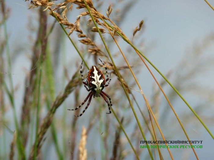 13.паук.матлас.8.07.10