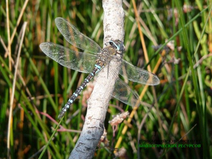9.ркоза.турали.23.10.09