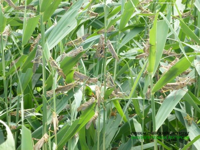 1.саранча.турали.22.06.12