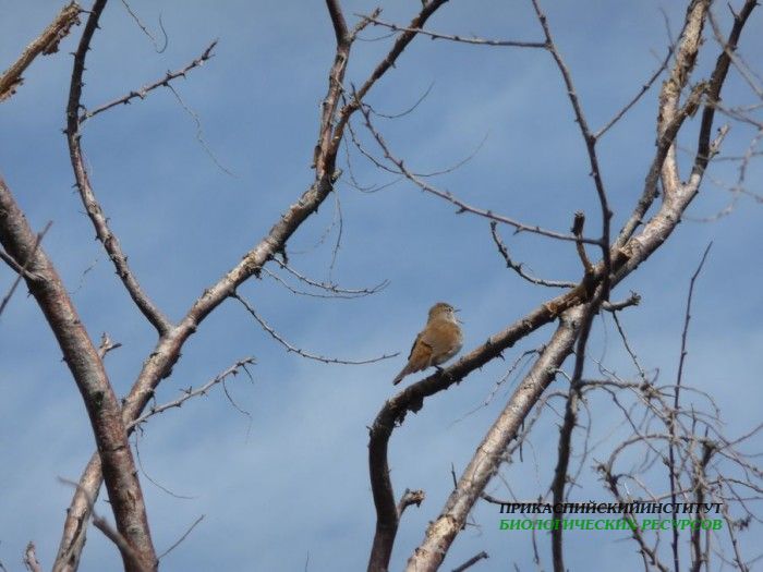 23.широкохв.камыш.турали.05.05.11