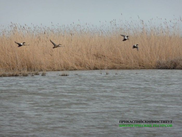 2.широконоска.турали.8.4.11