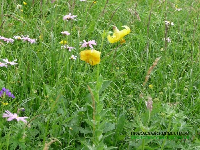 5.лилияоднобрат.матлас.8.07.10