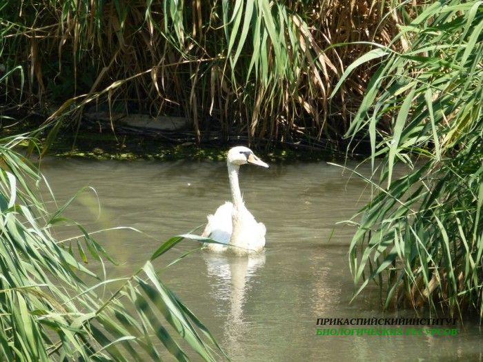 18.шипун.турали.3.08.12